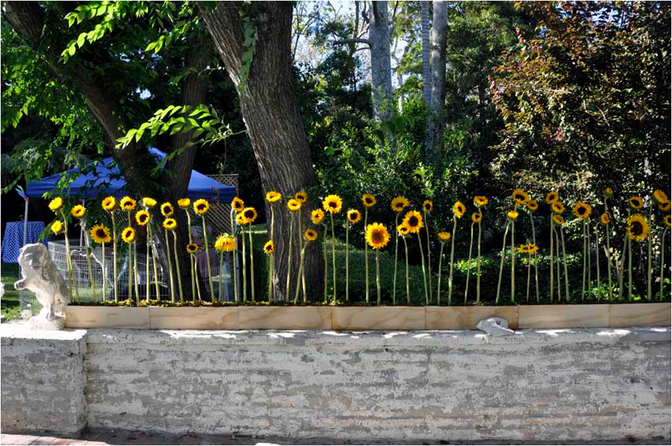 Green Wedding in Bel Air Sunflowers